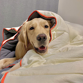 https://yesbedding.co.kr/data/editor/2301/thumb-71f43b405cb7c062dd004e9765f1b3e6_1673400775_1153_330x330.jpg