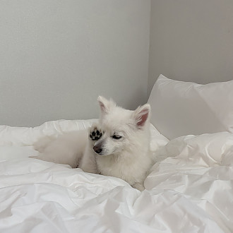 https://yesbedding.co.kr/data/editor/3390/thumb-3698987978_s7BKH5rh_16a0c733f93ccbab94fdc5d6be3e79b7_1646791490_3627_330x330.jpg